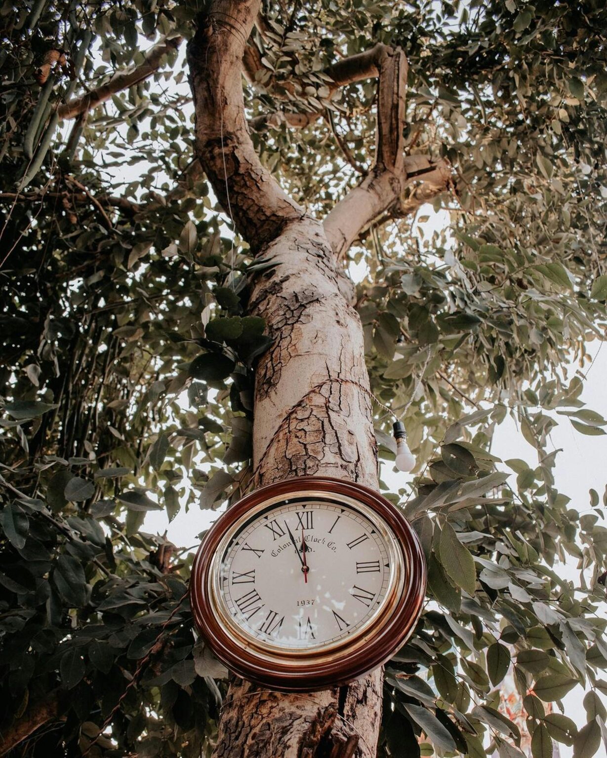 Vintage wall clock affixed to a tree, surrounded by forest foliage, symbolizing time and nature.